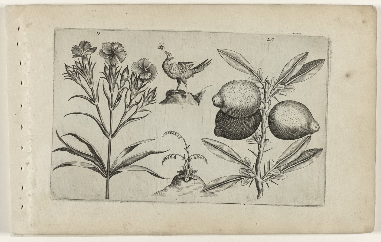 Nelke und Zitrone von Crispijn van de Passe (I) (attributed to)