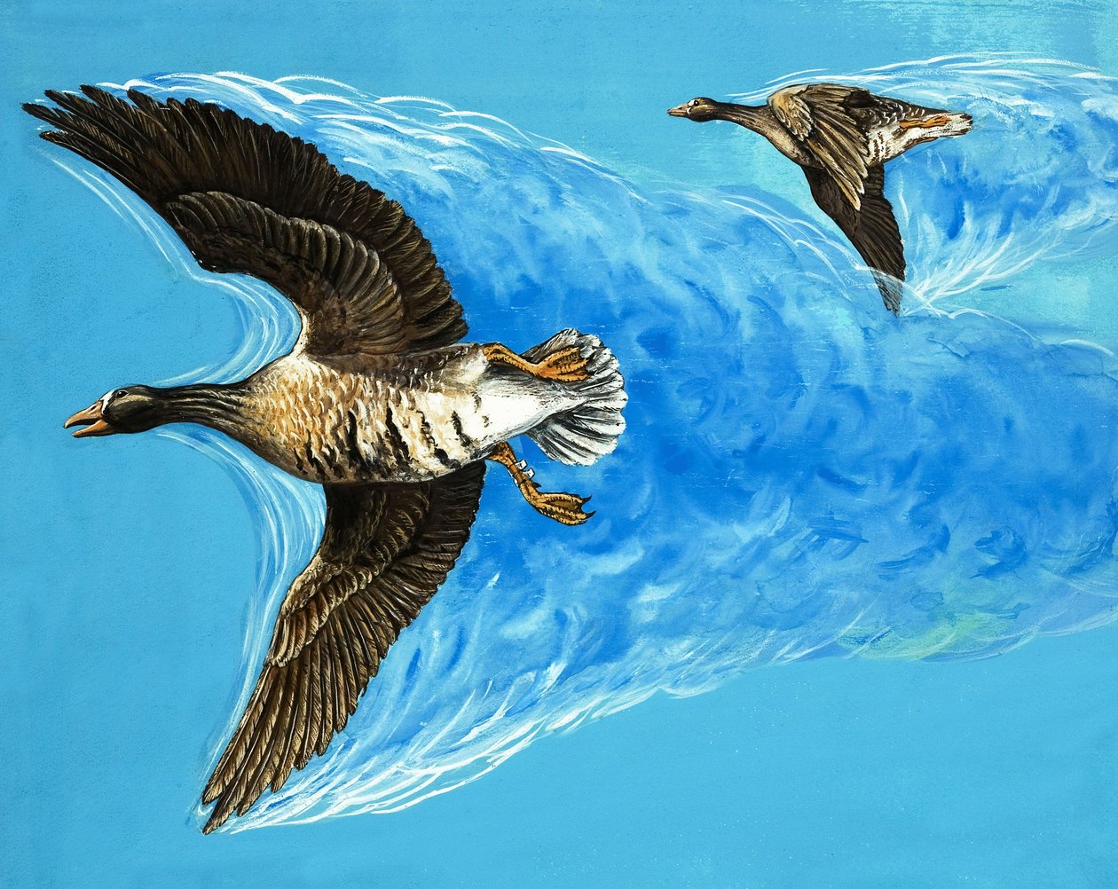 Turbulenzen verursacht durch fliegende Vögel von D. Makele.