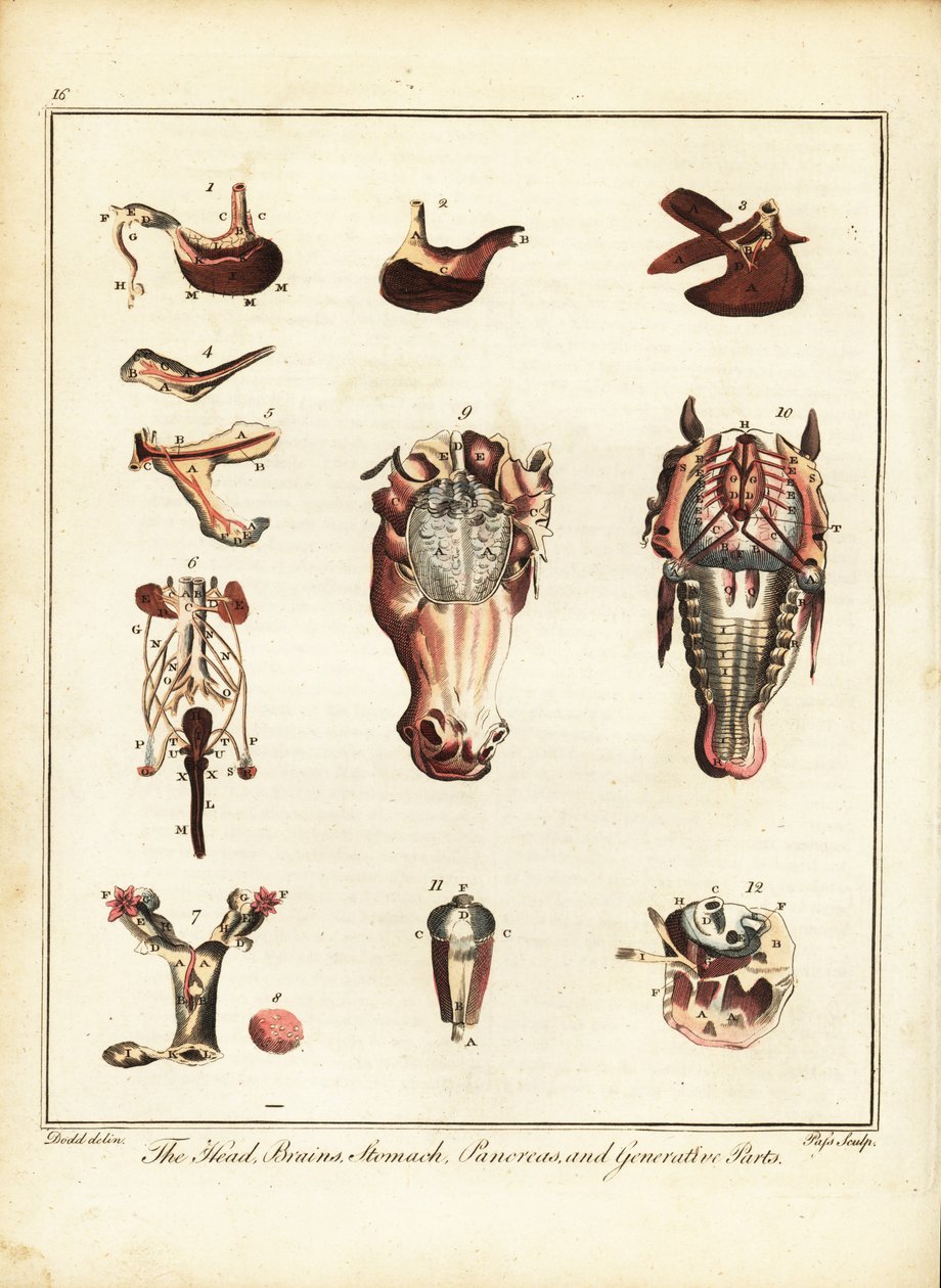 Anatomie eines Pferdes. 1792 von Daniel (after) Dodd