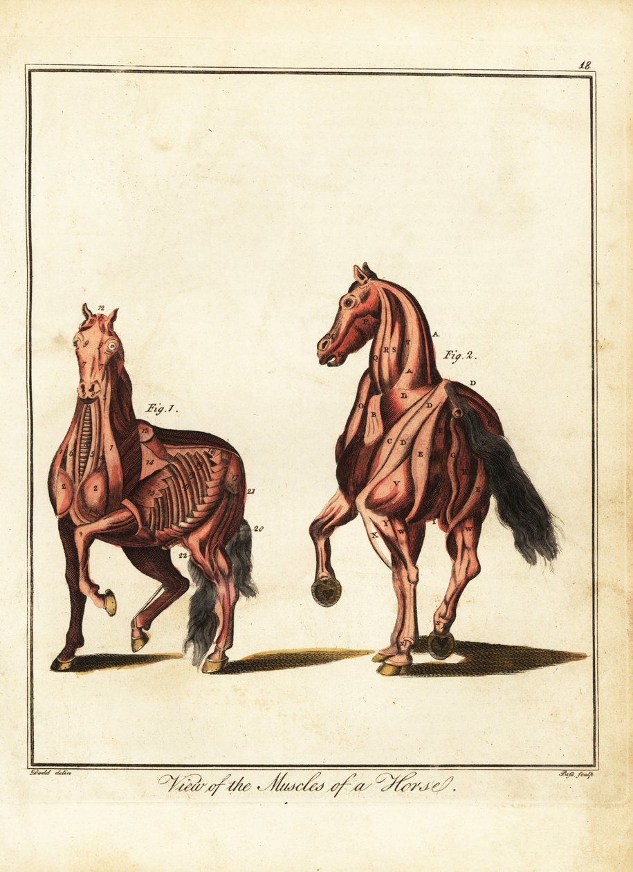 Muskulatur eines Pferdes. 1792 von Daniel (after) Dodd