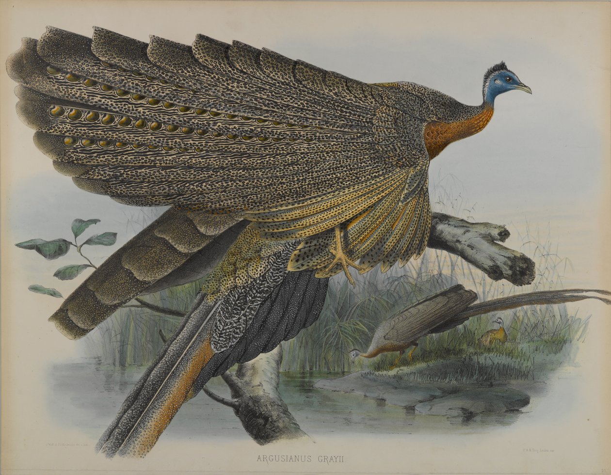 Argusianus Grayii von Daniel Giraud and Gould John Elliott