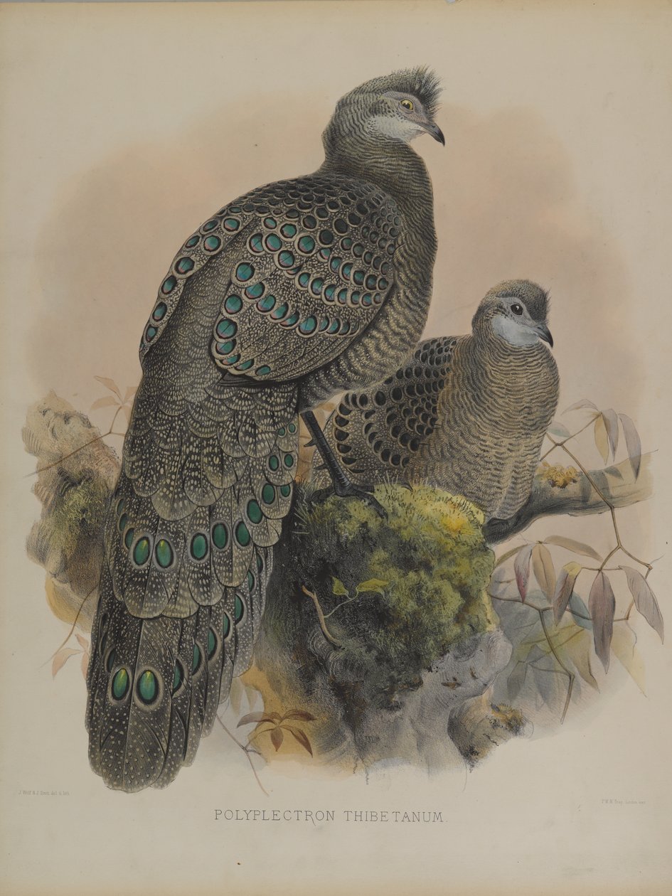 Polyplectron Tibetanum von Daniel Giraud and Gould John Elliott
