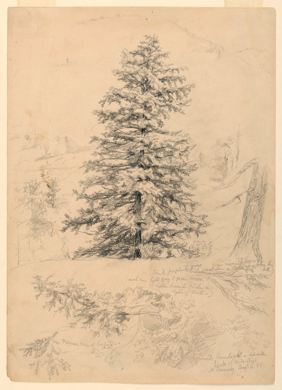 Zeichnung, Studie einer Hemlocktanne, North Conway, New Hampshire von Daniel Huntington
