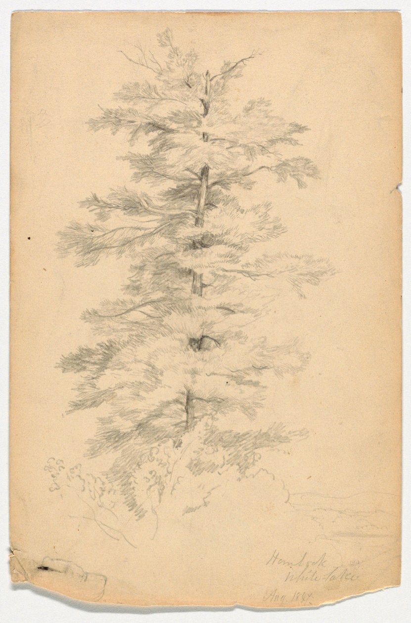 Studie einer Hemlocktanne nahe White Lake von Daniel Huntington