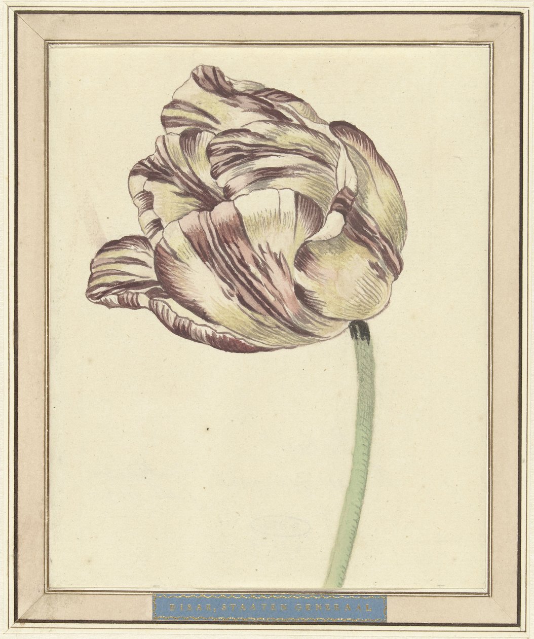 Tulpe, mit dem Namen Bisar, Staaten Generaal von Daniël Marot (II)