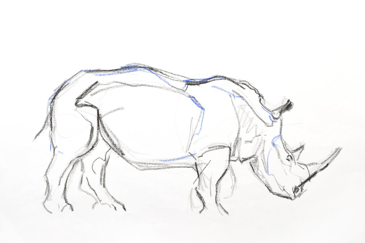 Weißes Nashorn von David Mayer