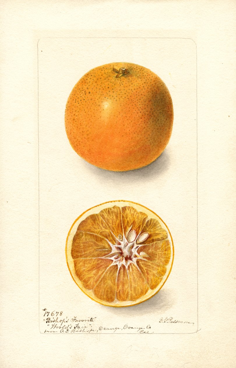 Orangen (Citrus sinensis: Bishops Favorite) von Deborah Griscom Passmore