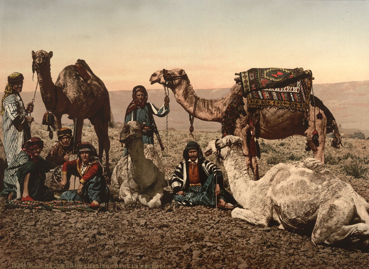 Kamele halten in der Wüste, Heiliges Land, ca. 1890 von Detroit Photographic Co.