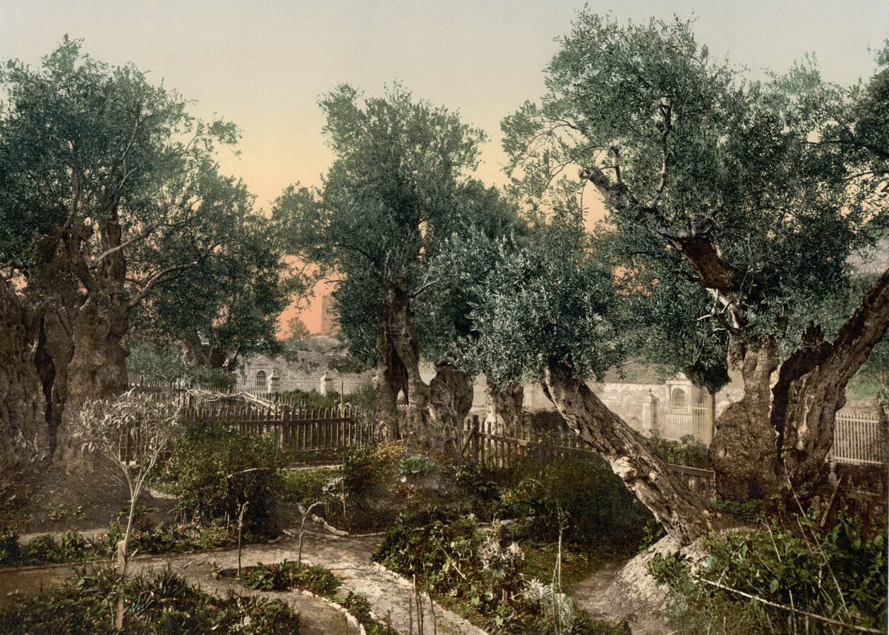 Garten von Gethsemane, Jerusalem, Heiliges Land, ca. 1890-1900 von Detroit Photographic Co.