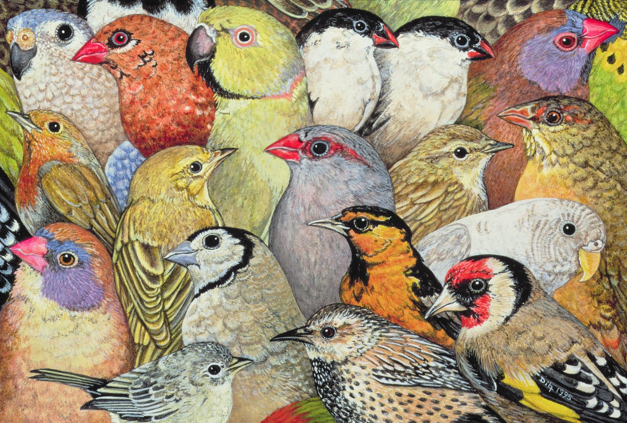 Patchwork-Vögel, 1995 von Ditz