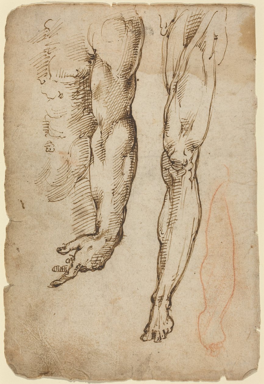 Anatomische Studien von Domenico Beccafumi