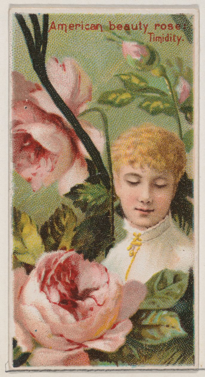 American Beauty Rose: Schüchternheit, aus der Serie Floral Beauties and Language of Flowers N..., 1892 von Donaldson Brothers