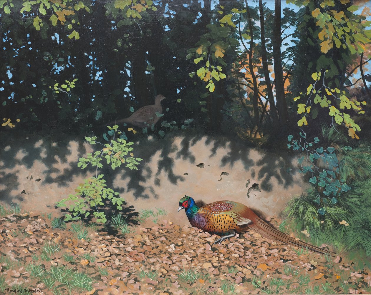 Fasan im Herbstsonnenschein, 2000 von Douglas Anderson