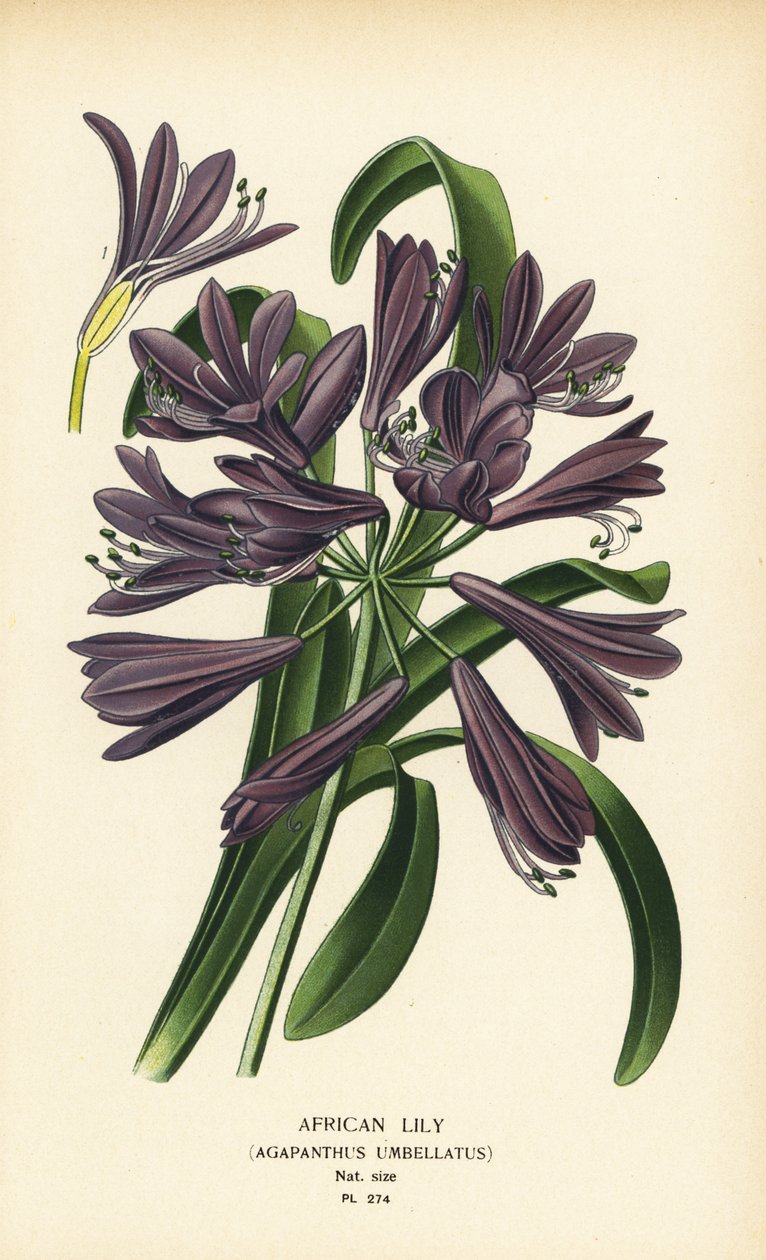 Afrikanische Lilie, Agapanthus africanus von Désiré Georges Jean Marie Bois