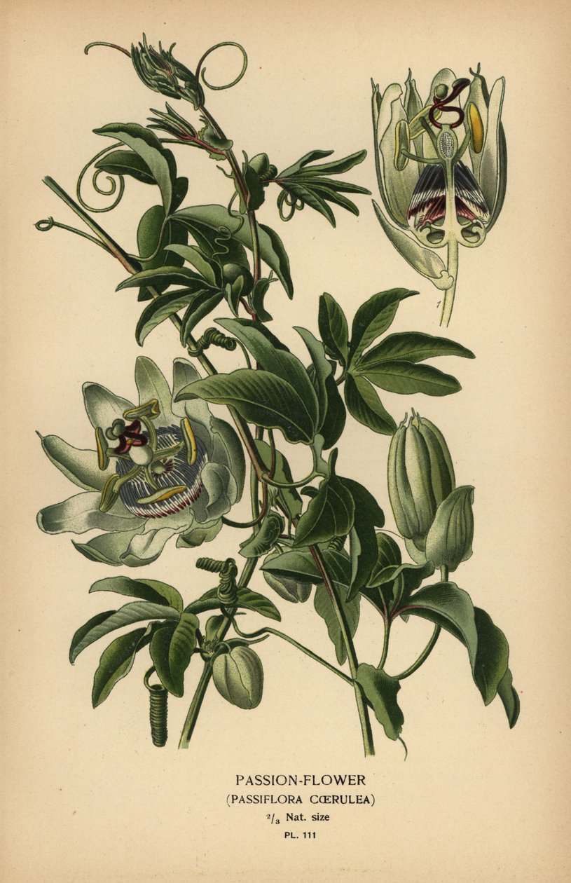 Blaue Passionsblume, Passiflora caerulea von Désiré Georges Jean Marie Bois