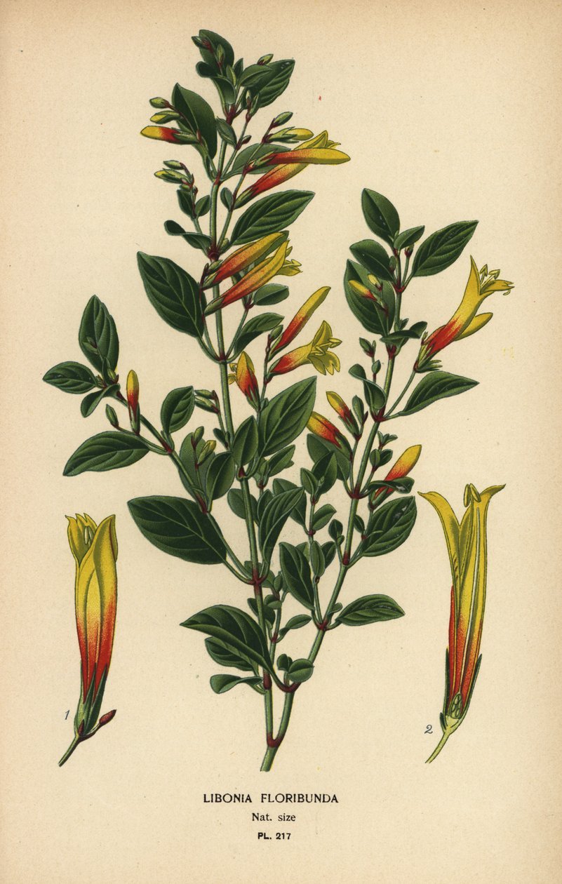 Brasilianische Fuchsie, Justicia floribunda (Libonia floribunda). Chromolithographie nach einer Illustration von Desire Bois aus Edward Step