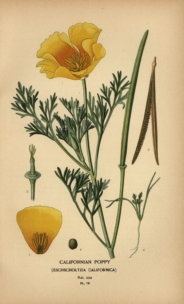 Kalifornischer Mohn, Eschscholzia californica von Désiré Georges Jean Marie Bois