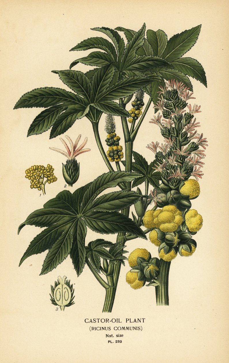 Rizinuspflanze, Ricinus communis. Chromolithographie nach einer Illustration von Desire Bois aus Edward Step