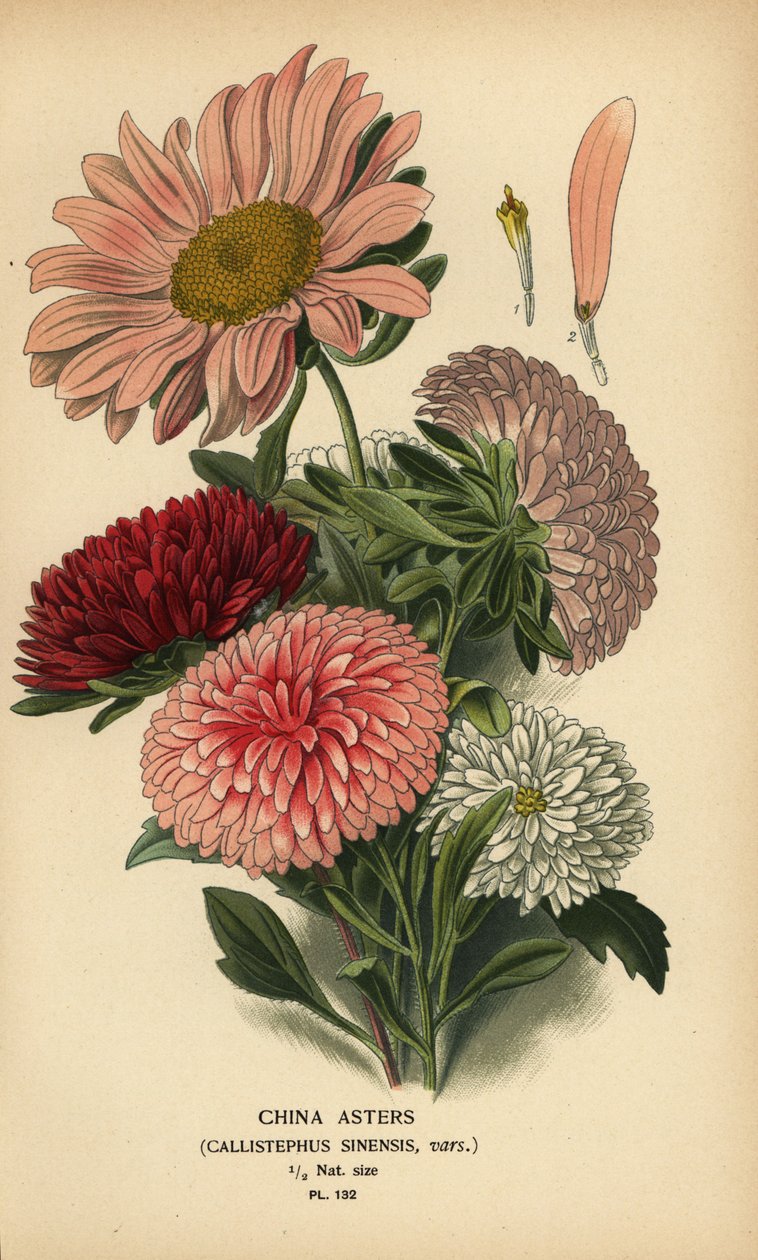 Chinesische Asternsorten, Callistephus x sinensis von Désiré Georges Jean Marie Bois