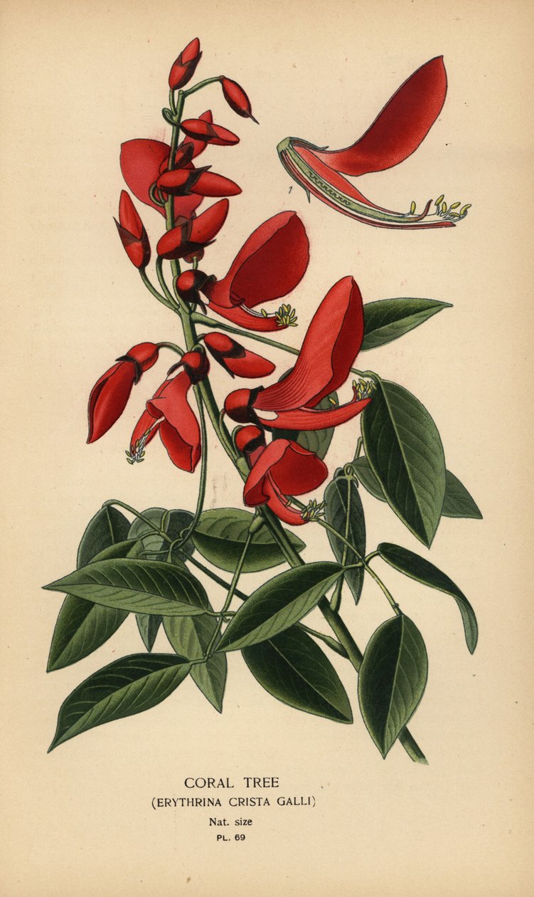 Korallenbaum, Erythrina crista-galli von Désiré Georges Jean Marie Bois