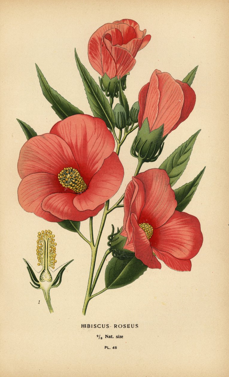 Hibiscus roseus von Désiré Georges Jean Marie Bois