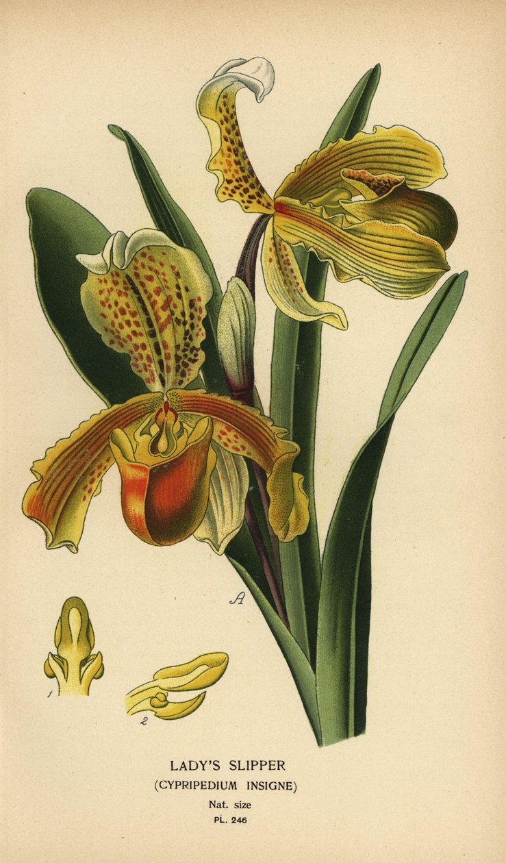 Frauenschuh-Orchidee, Paphiopedilum insigne (Cypripedium insigne). Chromolithographie nach einer Illustration von Desire Bois aus Edward Step