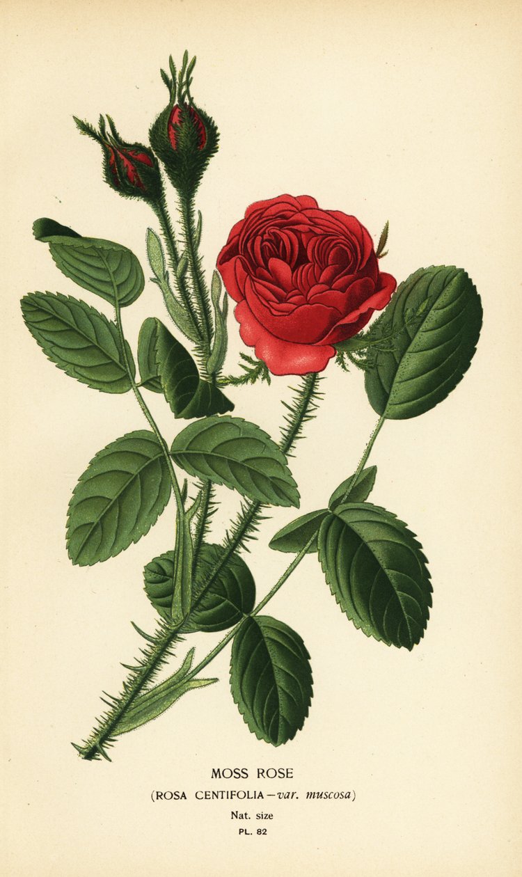 Moosrose, Rosa centifolia var. muscosa von Désiré Georges Jean Marie Bois