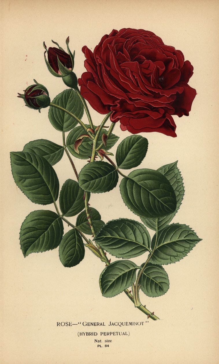 Rose General Jacqueminot, Hybrid-Perpetual von Désiré Georges Jean Marie Bois