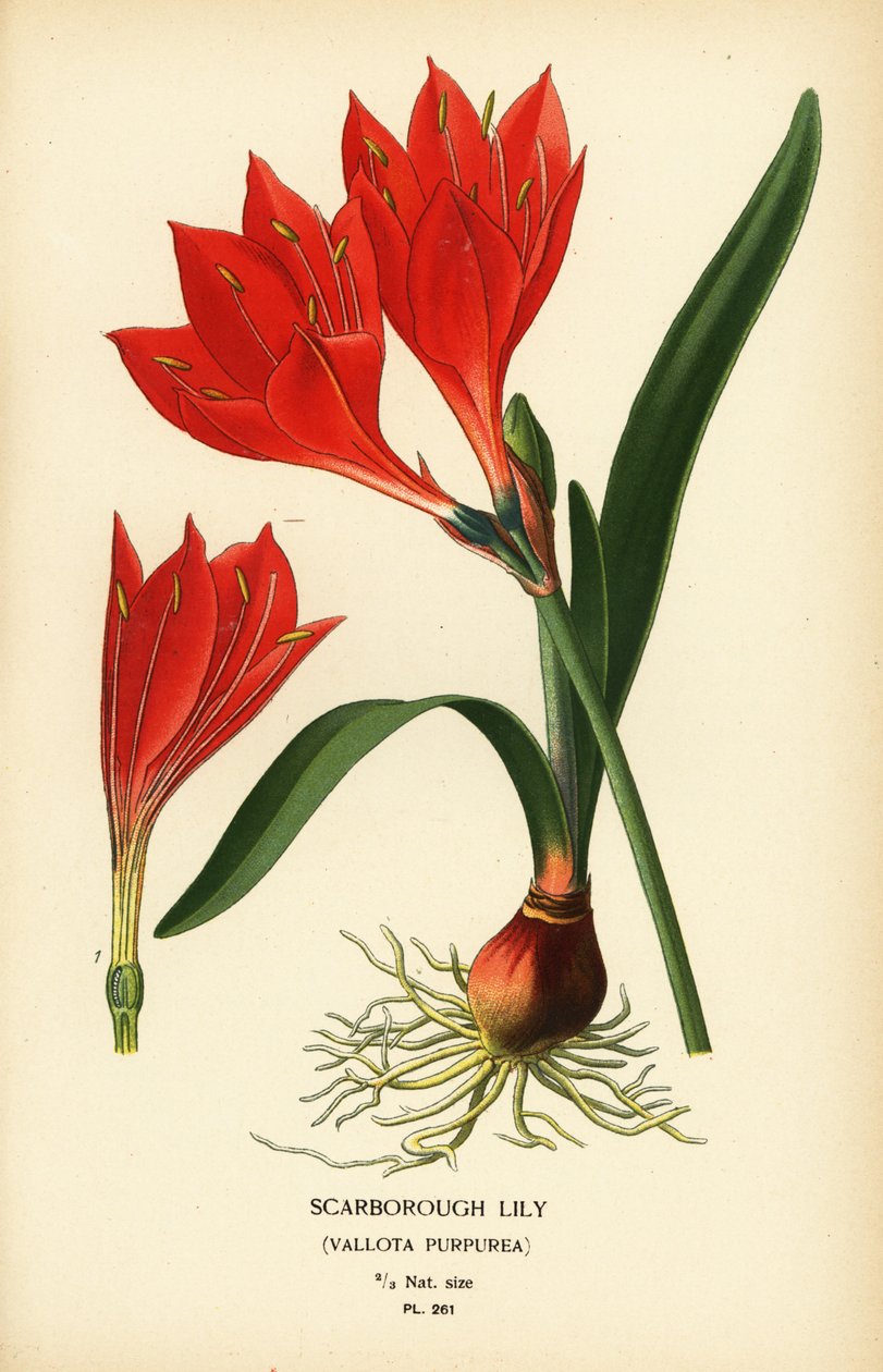 Scarborough-Lilie, Cyrtanthus elatus (Vallota purpurea). Chromolithographie nach einer Illustration von Desire Bois aus Edward Step