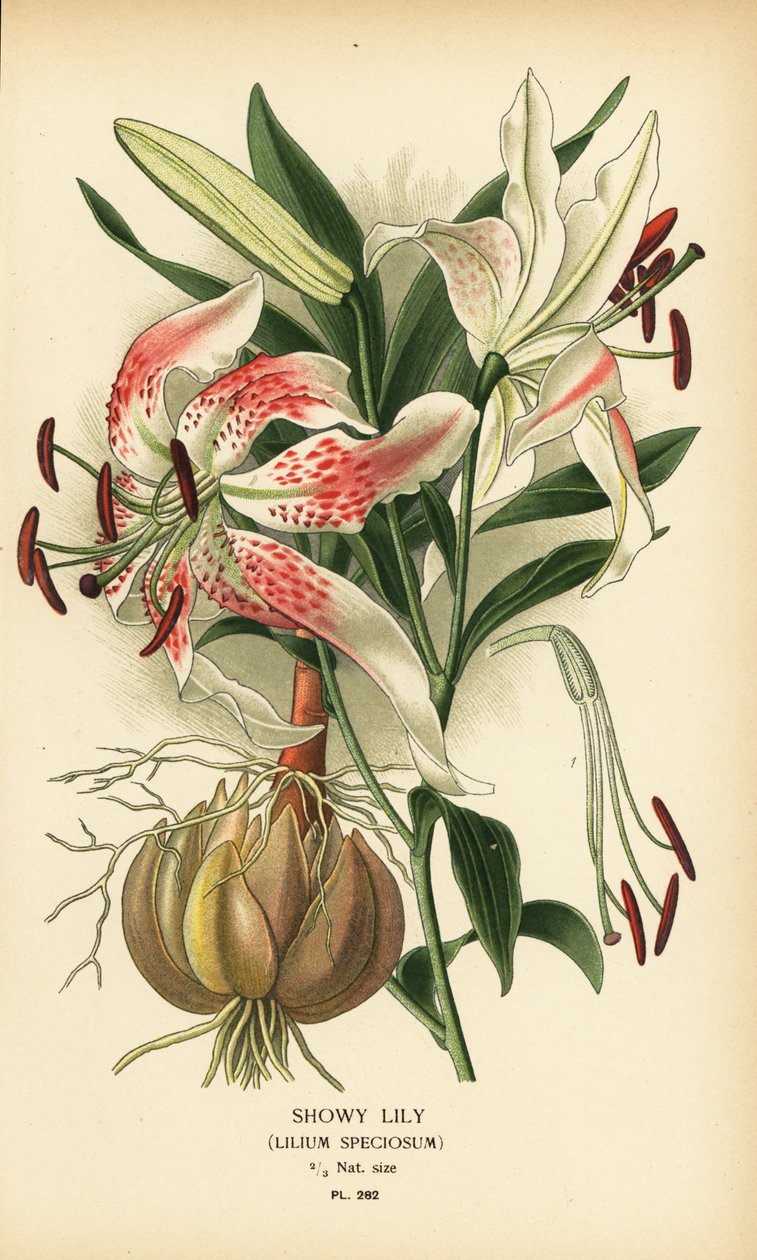 Prachtlilie, Lilium speciosum. Chromolithographie nach einer Illustration von Desire Bois aus Edward Step