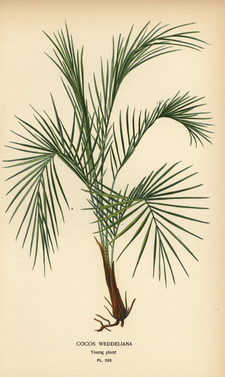 Weddell-Palme, Lytocaryum weddellianum, junge Pflanze (Cocos weddeliana). Chromolithographie nach einer Illustration von Desire Bois aus Edward Step