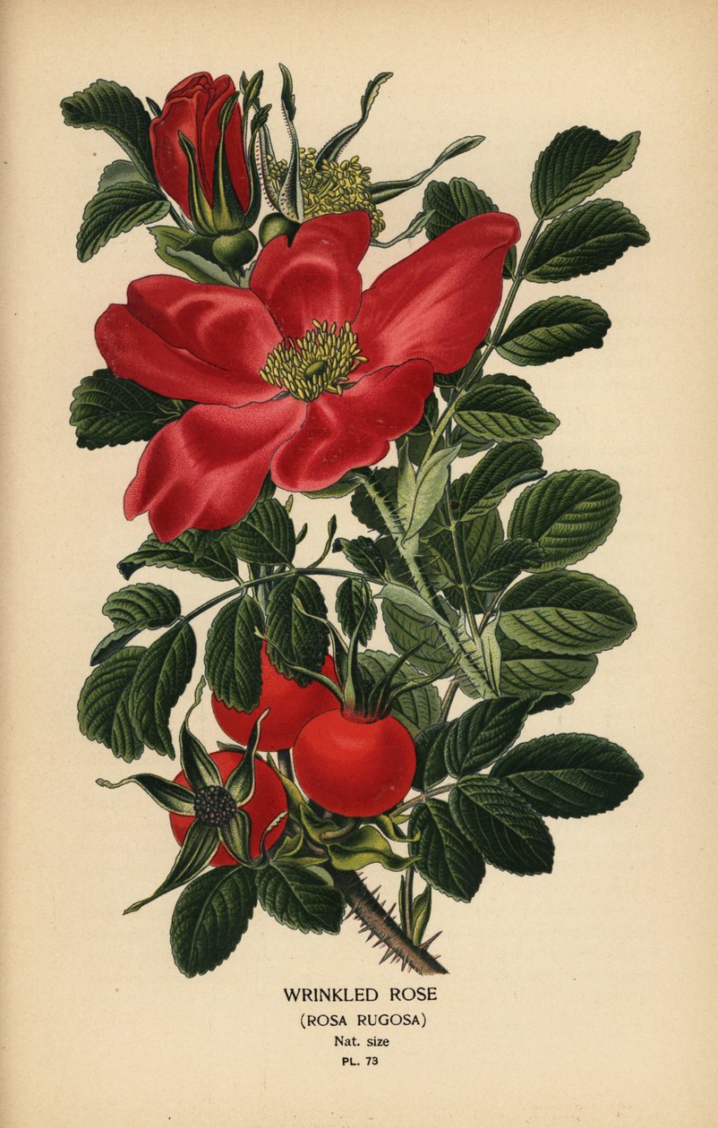 Faltenrose, Rosa rugosa von Désiré Georges Jean Marie Bois