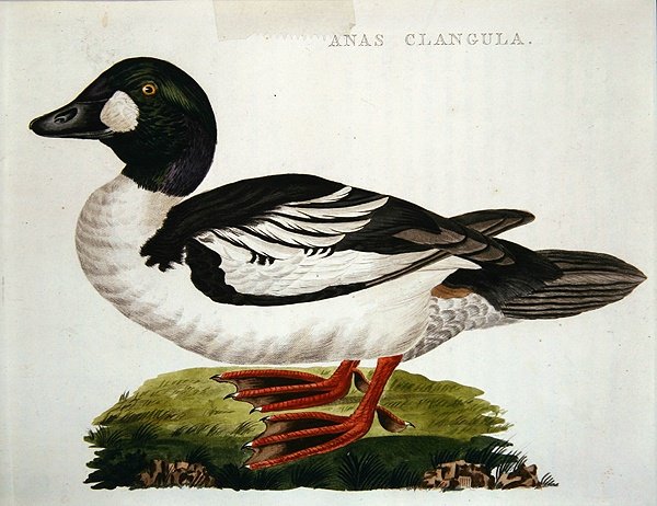 Anas Clangula von Dutch School