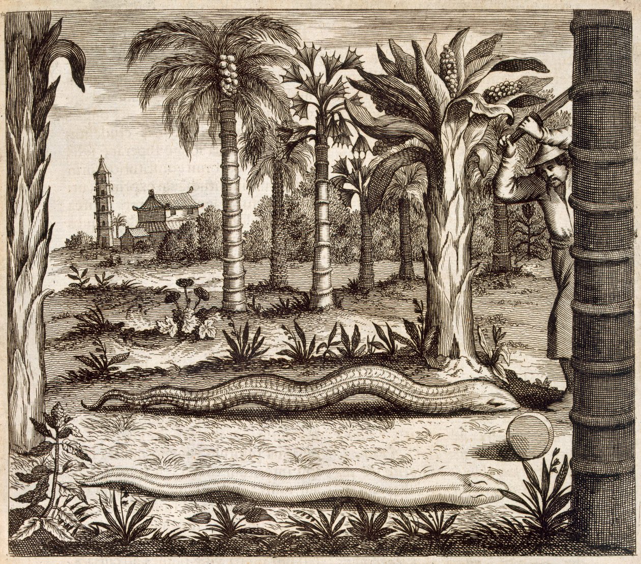 Die Steinschlange, aus China Illustrata von Athanasius Kircher (1601-80), 1667 von Dutch School