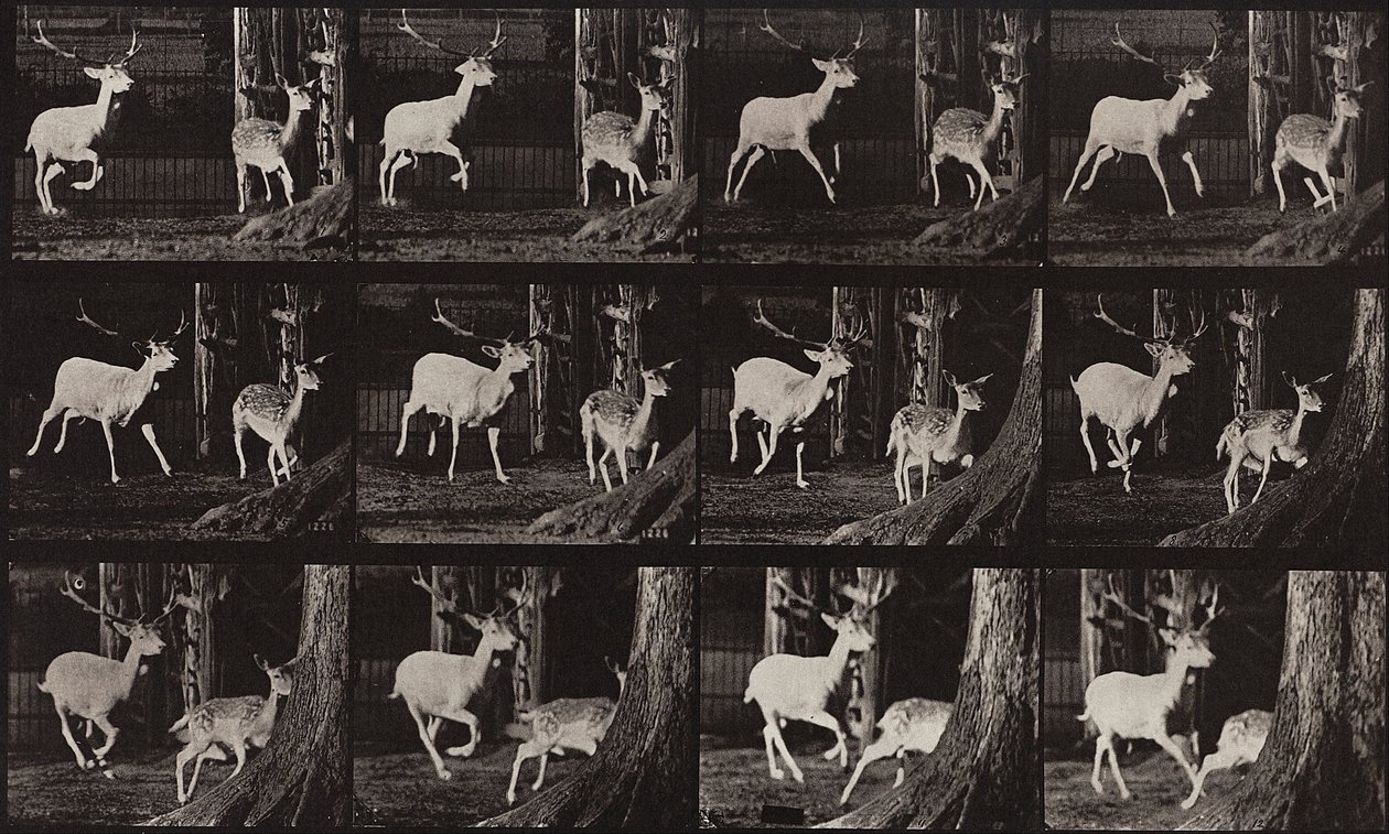 Tierbewegung, Tafel 686 von Eadweard Muybridge