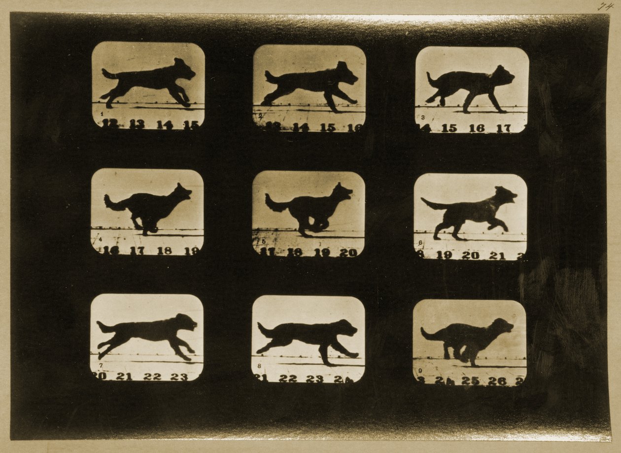 Hunde laufen, aus der Serie 