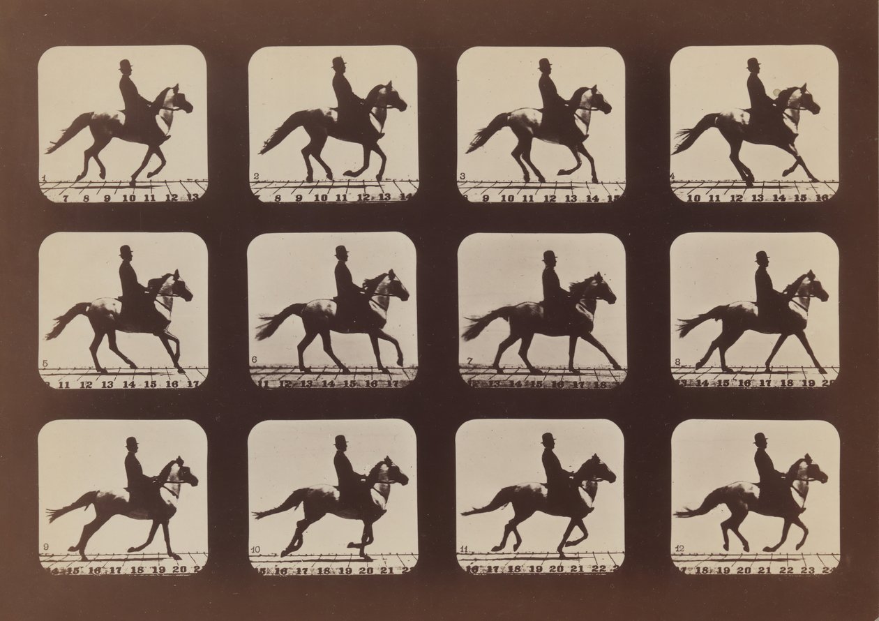 Haltungen von Tieren in Bewegung, 1879, gedruckt 1881 von Eadweard Muybridge
