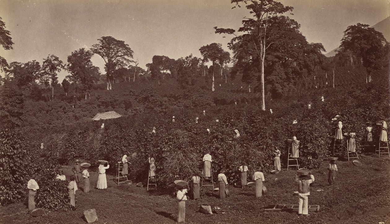 Kaffeeernte, Las Nubes-Guatemala, 1875 von Eadweard Muybridge