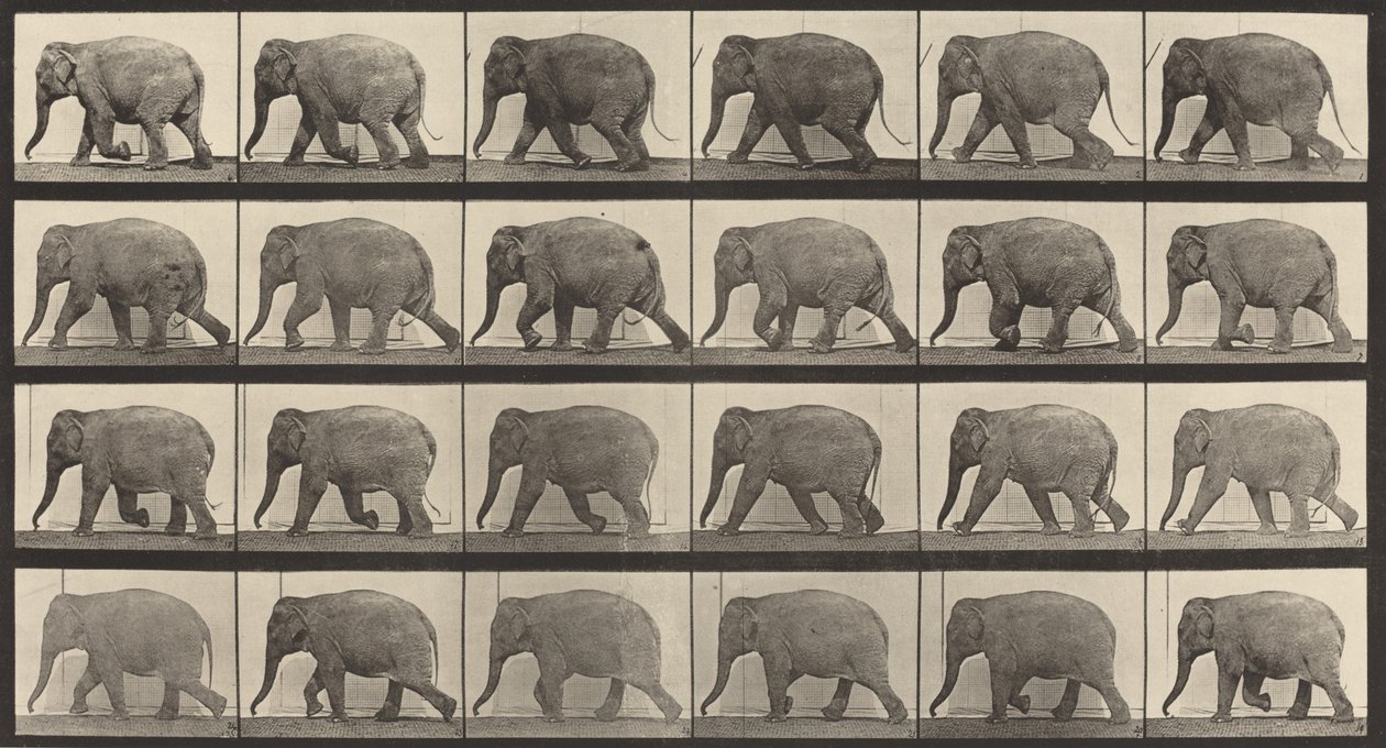 Tafel Nummer 733. Elefant im Gehen, 1887 von Eadweard Muybridge