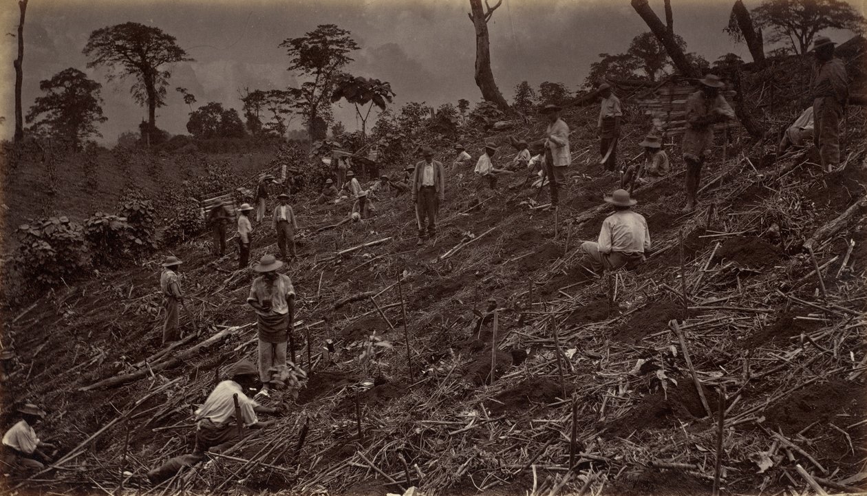 Anlage einer Kaffeeplantage in Antigua de Guatemala, 1875, veröffentlicht 1877 von Eadweard Muybridge