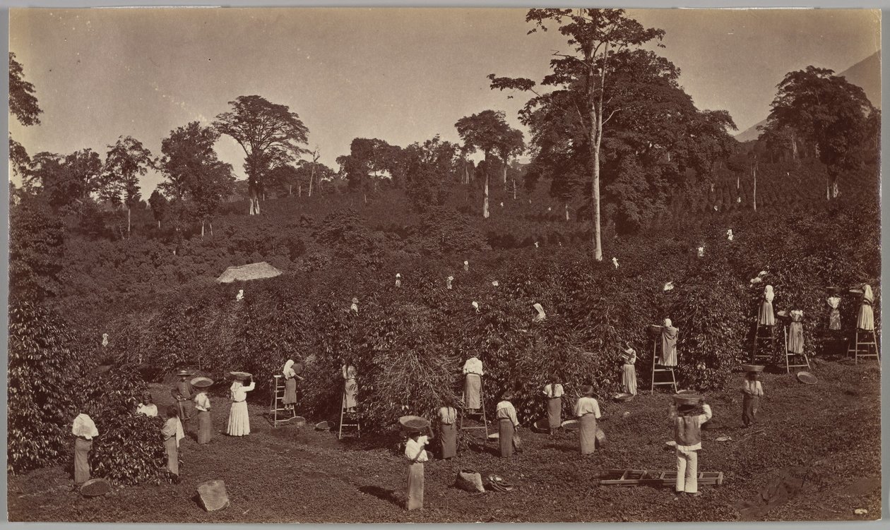 Kaffeeernte, Las Nubes-Guatemala von Eadweard Muybridge