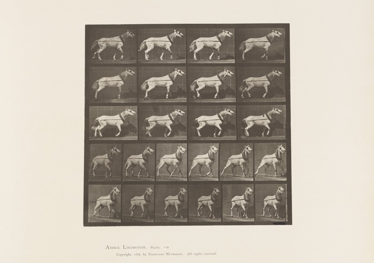 Tafel 572. Ziehen; Kopf wird gezogen; Hellgraue Stute, 1885 von Eadweard Muybridge