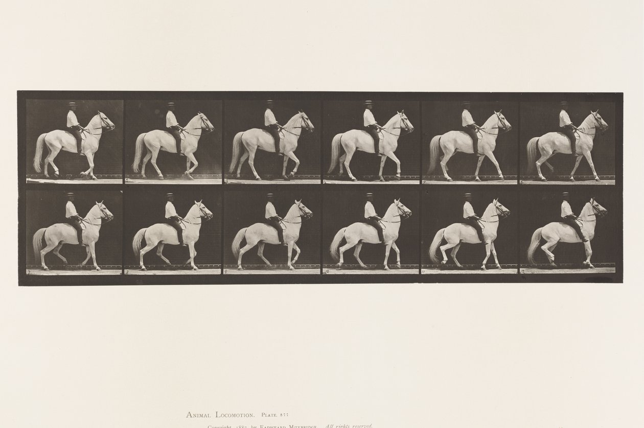 Tafel 577. Gehen; Sattel; Unregelmäßig; Weißes Pferd Clinton von Eadweard Muybridge