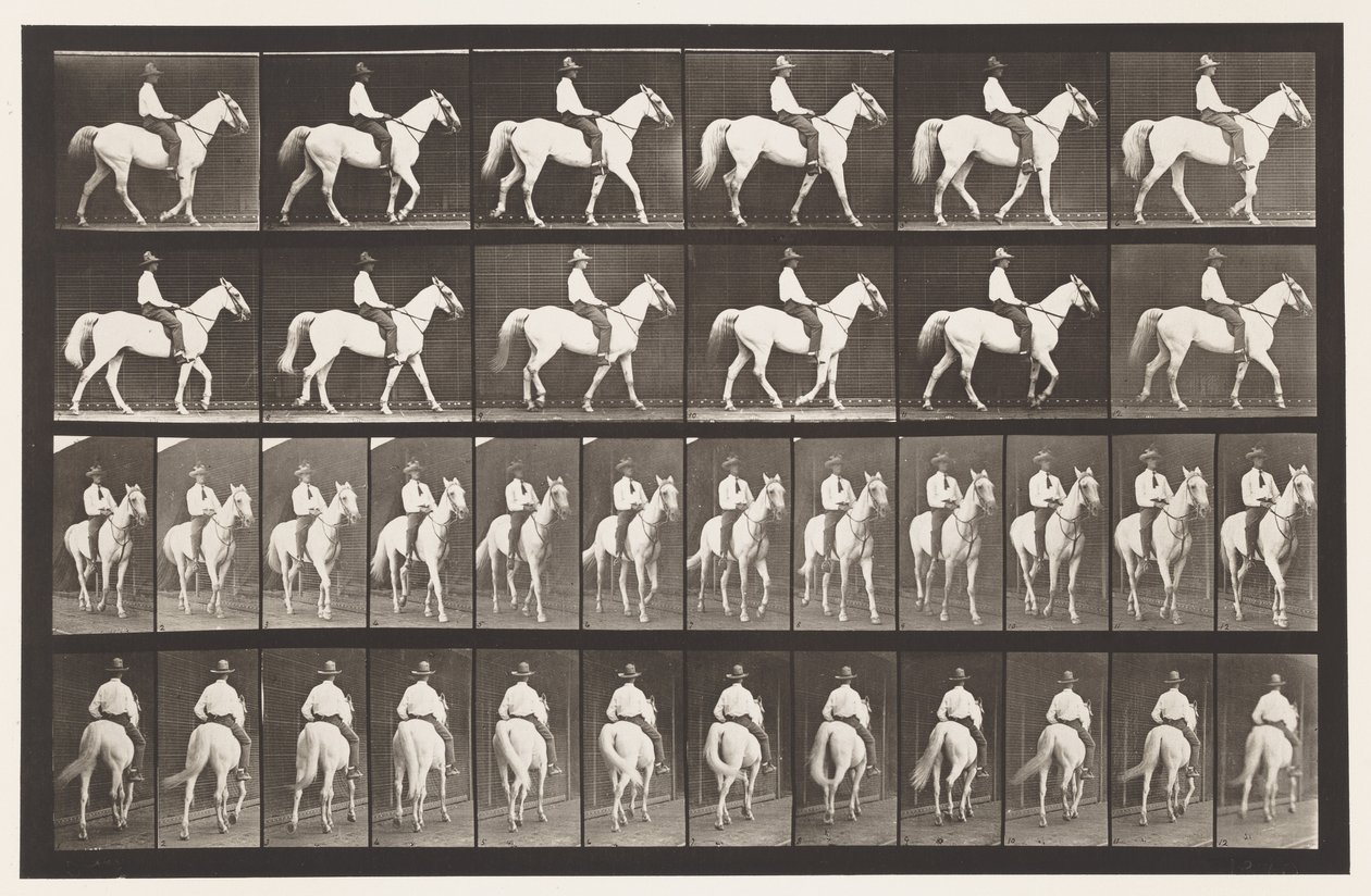 Tafel 579. Gehen; Sattel; Weißes Pferd Elberon, 1885 von Eadweard Muybridge