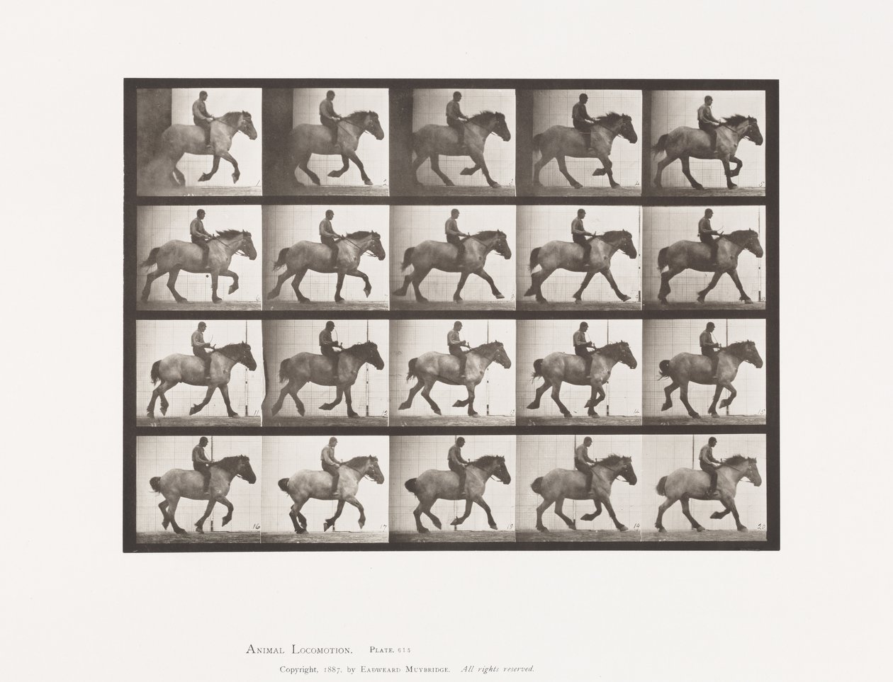 Tafel 615. Kanter: Ohne Sattel; Dunkelgraues Belgisches Pferd Hansel von Eadweard Muybridge