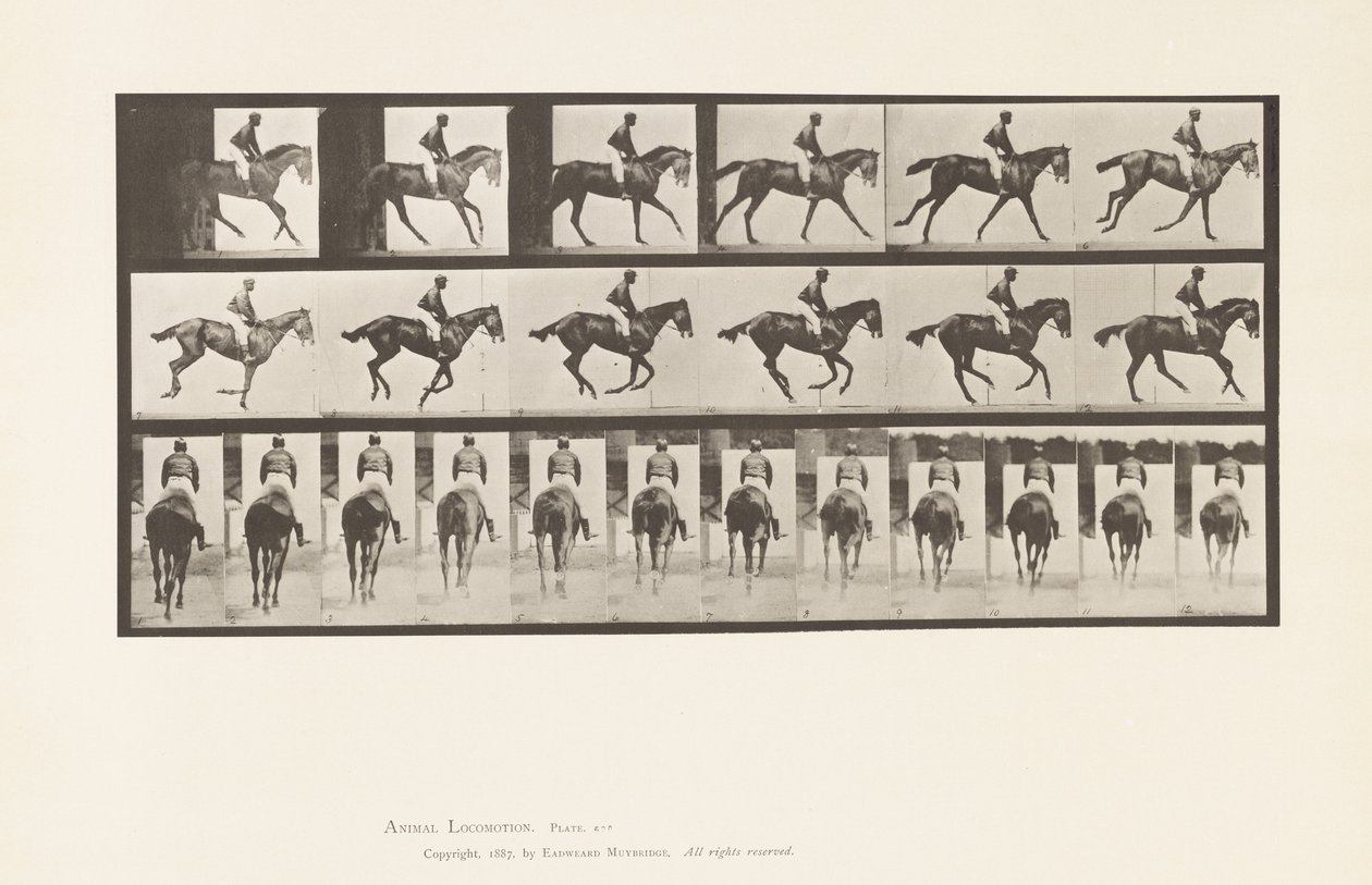 Tafel 620. Kanter; Sattel; Vollblut Braune Stute Annie 6 von Eadweard Muybridge