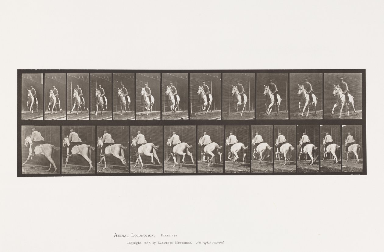 Tafel 630. Galopp; Sattel; Graue Stute Pandora von Eadweard Muybridge