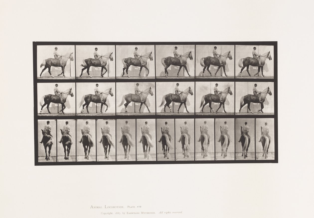 Tafel 653. Laufend; Sattel; Lahm, Rechter Vorderfuß; Pferd-Buckskin von Eadweard Muybridge
