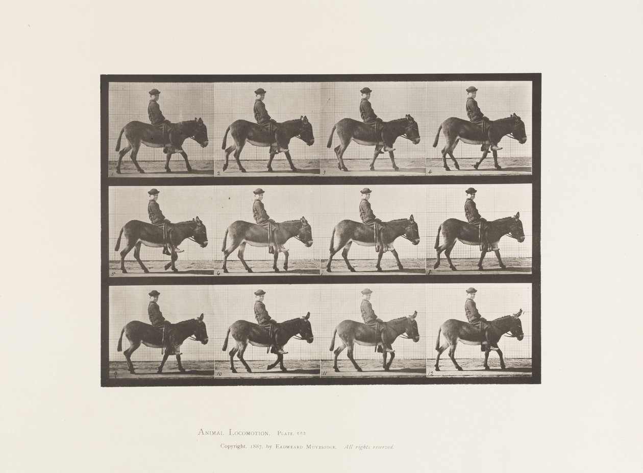 Platte 665. Esel; Gehen; Ohne Sattel; ein Junge reitet, Jennie von Eadweard Muybridge