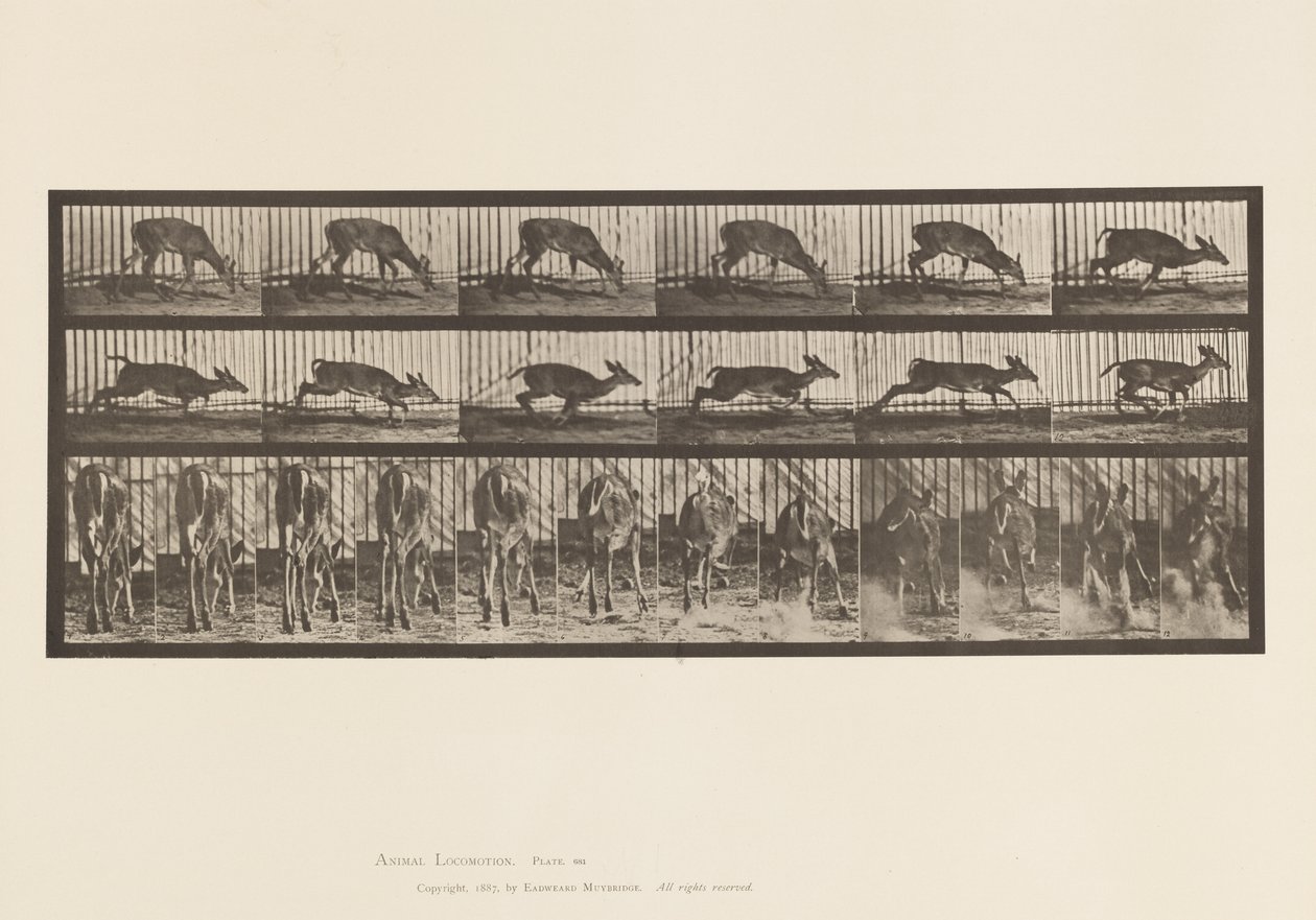 Tafel 681. Virginia-Hirsch; (Ohne Geweih) Bock gehend von Eadweard Muybridge
